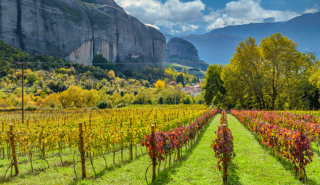 Le vignoble volcanique et ses saveurs
